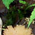 mushroom ahead