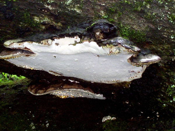 mushroom02