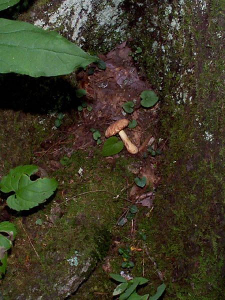 mush2_img