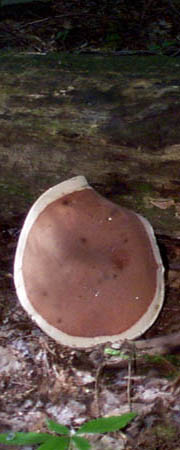 mush2_img
